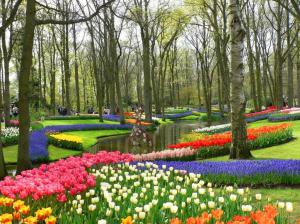 Holandia  Parada Kwiatów
