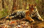 Indie - Złoty Trójkąt z tygrysem wylot z Poznania